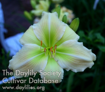 Daylily Delaware Valley